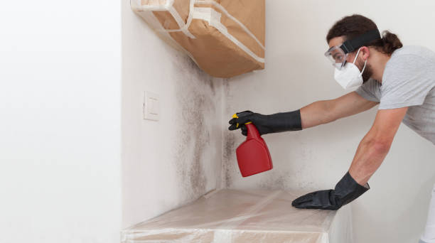 Professional Mold Remediation technician working in Warrington, FL