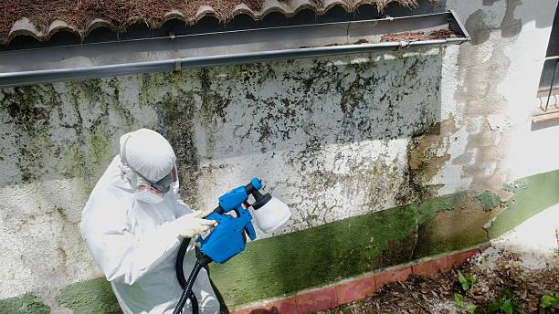 Top rated local Mold Remediation specialists in Warrington, FL